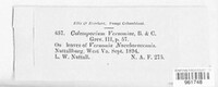 Coleosporium vernoniae image